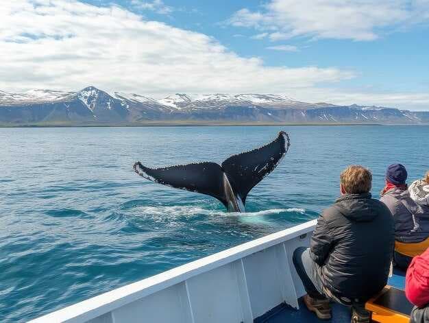 Eyjafjord Humpbacks - Iceland Whale Watching Guide