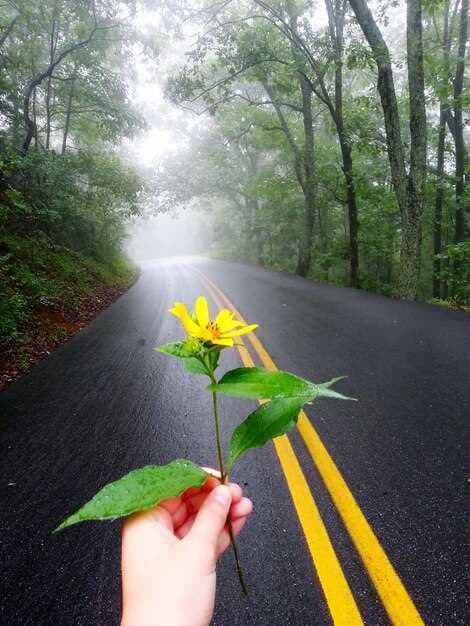 New Life - How to Start Fresh, Find Purpose, and Thrive