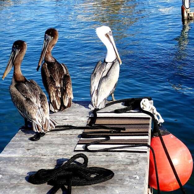 Pelican Bay Denver's Favorite Lakeside Getaway