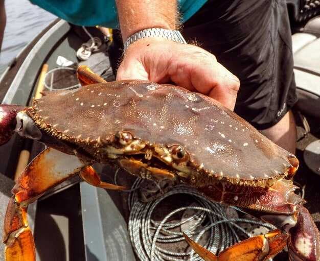 PNW Crabbing Tips - Essential Guide to Dungeness Crabs