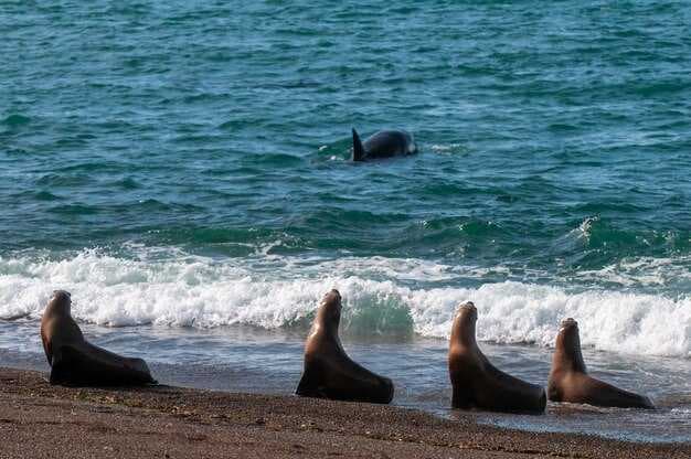 Whale Watching Huntington Beach - Best Tours &amp