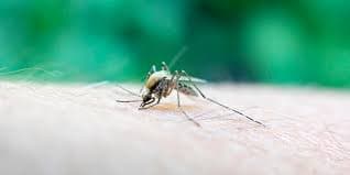 Chikungunya Cases Rise with International Tourism Disruptions