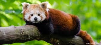 The Launch of the Eco-Tourism Homestay “Red Panda Outpost”