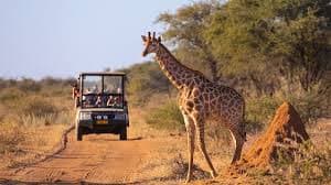 Exploring Luxury African Safaris: Trends and Insights