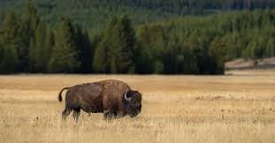 Reckless Tourist's Encounter with Bison at Yellowstone