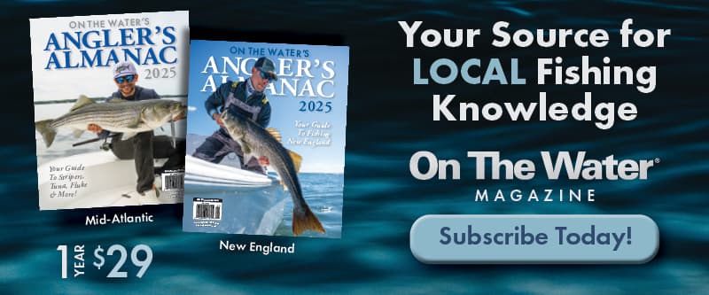 A Rare Manatee Sighting in Cape Cod