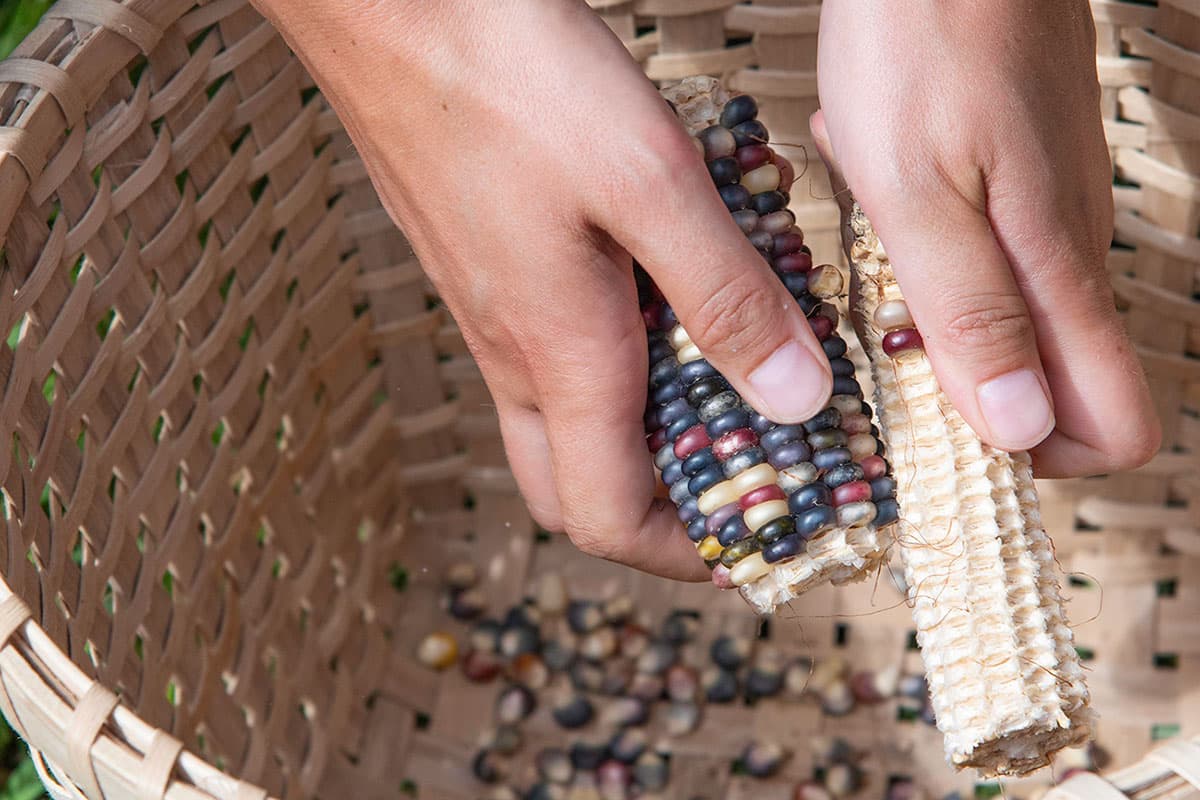 Reviving Myaamia Culture through Corn Cultivation