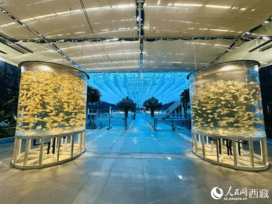 Ecological Transformation Fuels Tourism Growth in Xizang