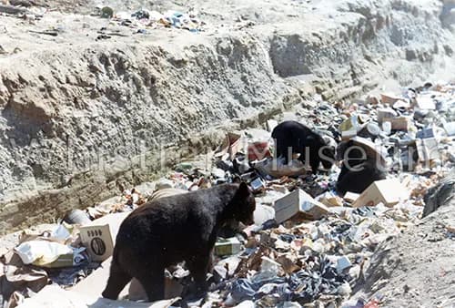 Whistler Village’s Initial Bear Encounters and School Construction