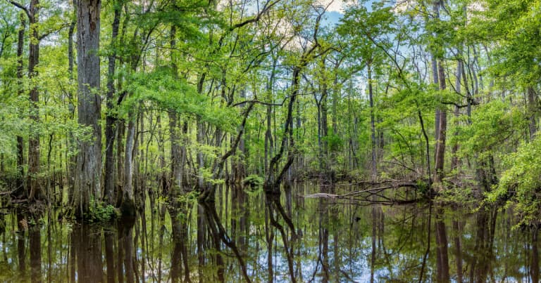 Five Lesser-Known South Carolina Destinations Locals Cherish