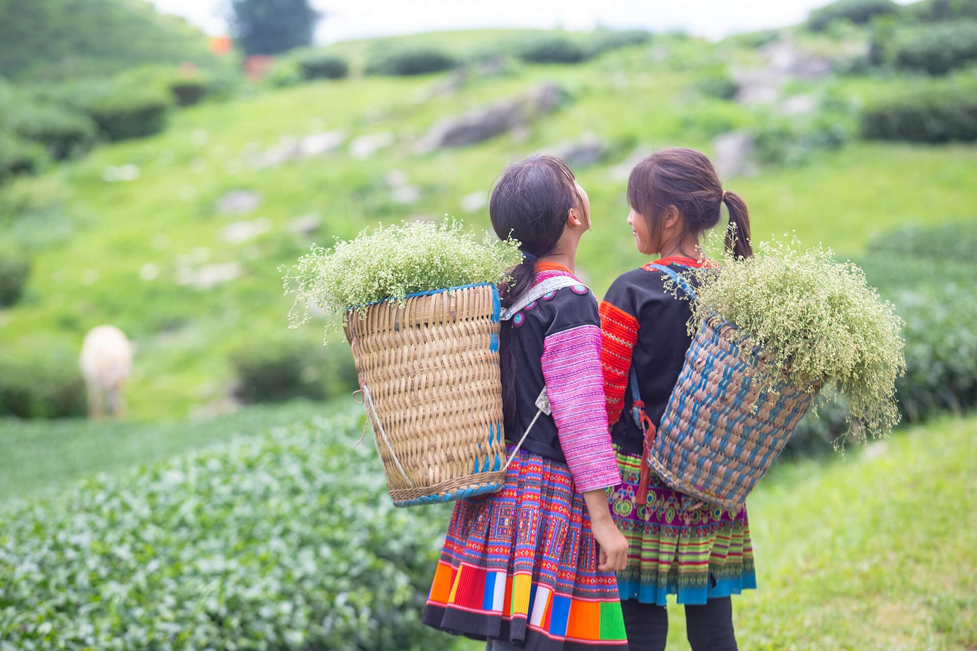 Moc Chau Recognized as Asia’s Premier Nature Destination for 2026
