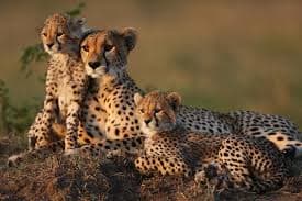 Explore Five Unforgettable Wildlife Safaris for Your Bucket List Adventure