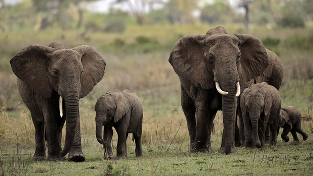 Elephant Appearances Close to Kgalagadi Spur Conservation and Tourism Interest