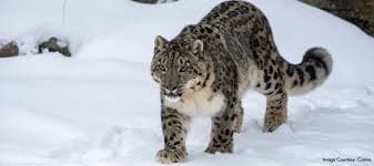 Uttarakhand Launches Snow Leopard Tour to Elevate Winter Tourism