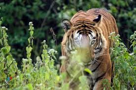Calls grow to reinstate safaris at Bandipur and Nagarahole tiger reserves
