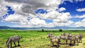 Ngorongoro's Strategic Campaign to Elevate Year-End Tourism Revenue