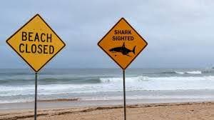 Northern Sydney Beaches Shut Amid Shark Incidents