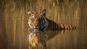 Madhya Pradesh Launches India’s First Statewide Tiger Corridor Initiative