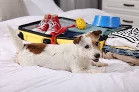 How the Pawprint Economy Is Transforming Pet-Friendly Travel