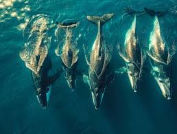 New marine megafauna guidance for racing and cruising