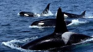 ARC+ Testing Run: Orcas, Rudder Failures and Monkey Mishaps