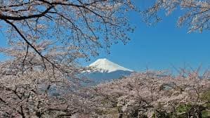 Why Indian Travel to Japan Is Spiking in 2026