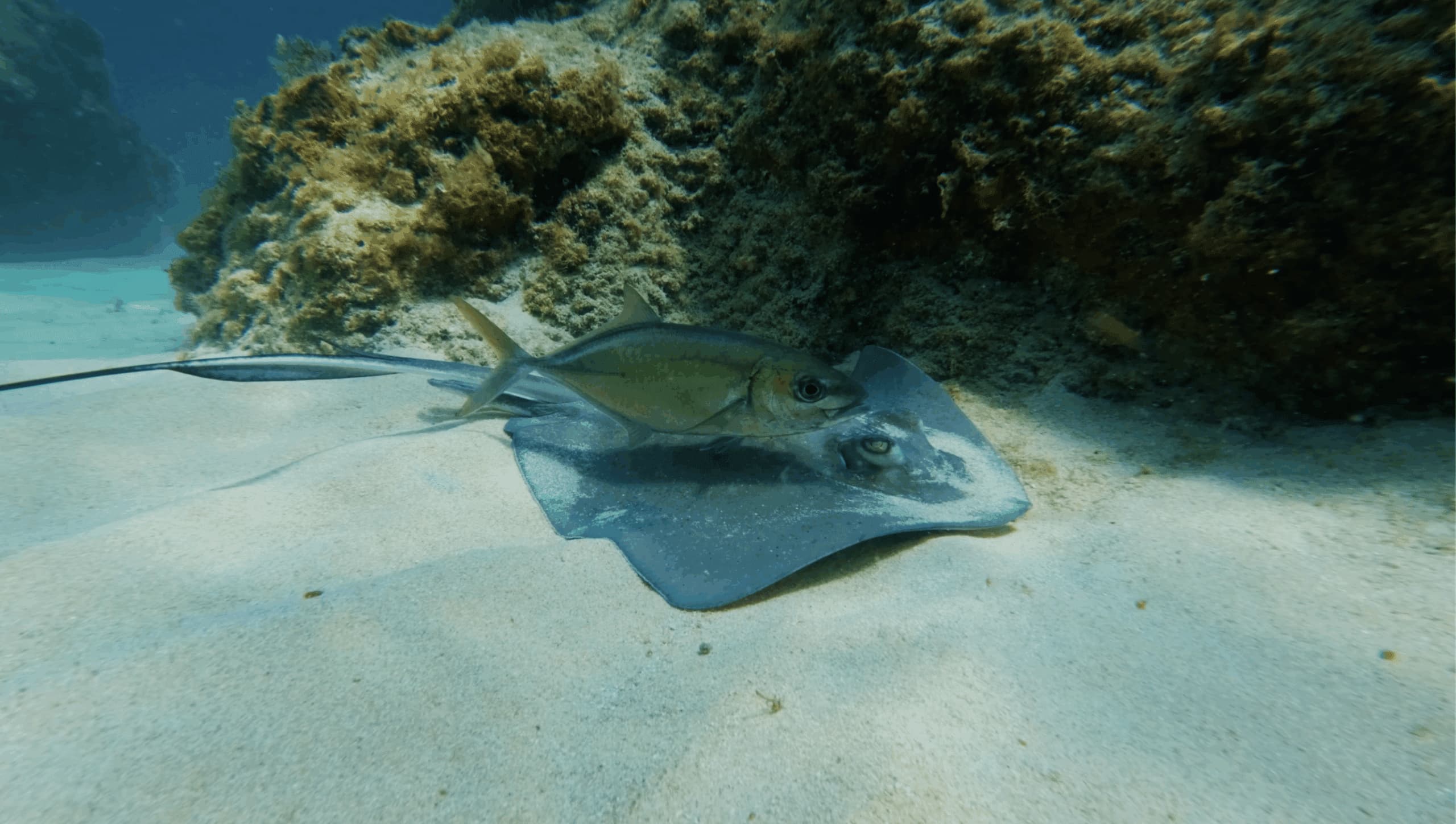 Silent Sailing Through the BVI Ray Sanctuary
