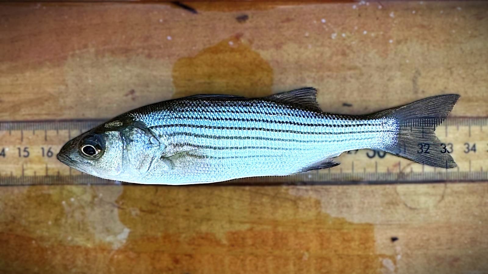 Hudson River Striped Bass Reproduction and What Comes Next