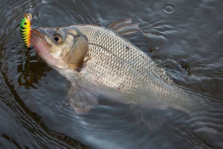 Winter White Perch: Where and How to Catch Them