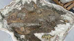 Ankylosaur Excavation with Dr. Cary Woodruff