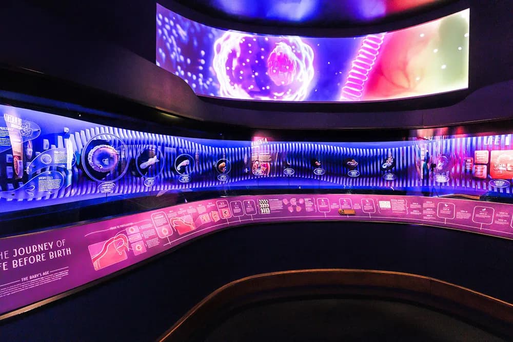 Is the Unborn Genetically and Immunologically Distinct?