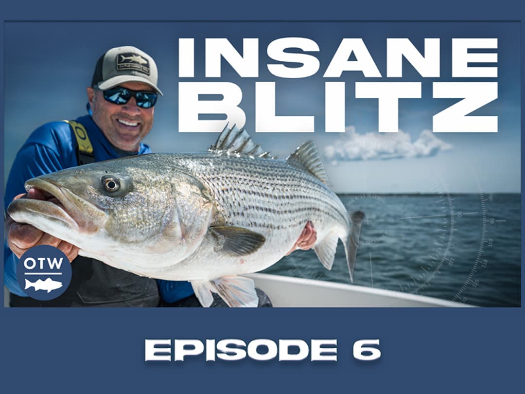 Backyard Bass: Striper Runs Along the Northeast Coast