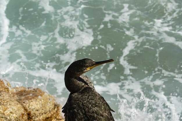 17 Compelling Reasons to Cruise the Falklands - Wildlife, Scenery & Remote Island Adventures