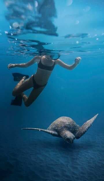 5 Best Whale Shark Adventure Tours in Isla Mujeres and Cancun