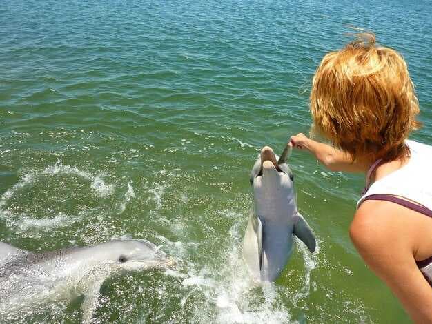 6 Best Dolphin Cruises in Myrtle Beach | Top Tours for Dolphin Sightings