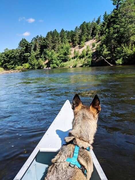 6 Essential Tips for Boating with Your Dog - Advice from a Boat-Dog Mom