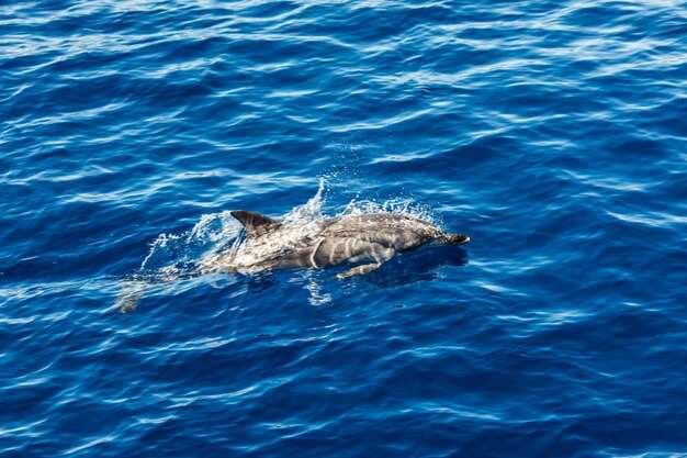 7 Best Dolphin Watching Tours in Fort Walton Beach with Prices