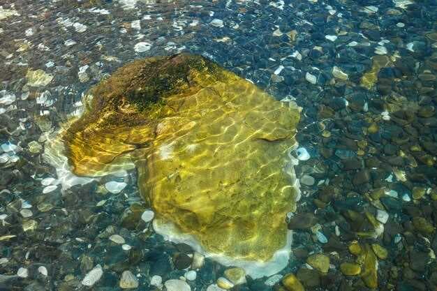 Algal Blooms and Nutrient Pollution - What Boaters Should Know