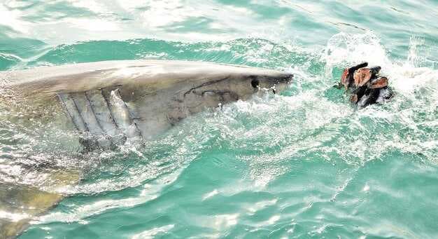 Amelia Island Boat Excursion - Best Tours, Dolphin Watching & More