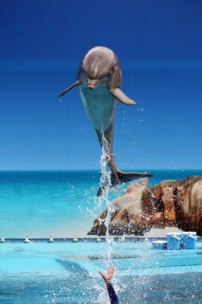 Anna Maria Island Dolphin Tours™ - Best Dolphin Watching in Florida
