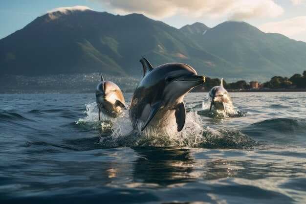 Anna Maria Island Dolphin Tours™ - Best Dolphin Watching on AMI