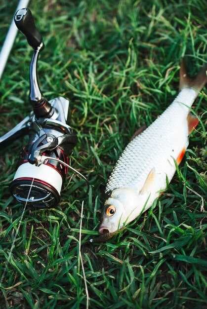 Bass Fishing for Smallmouth Bass - Techniques, Gear, and Lure Recommendations