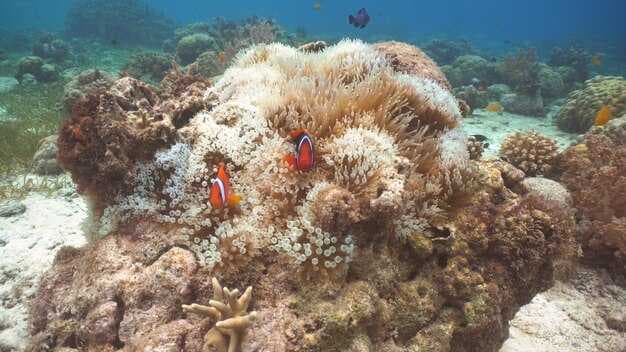 Best Diving and Snorkelling in Corfu - Top Spots, Tours, and Marine Life