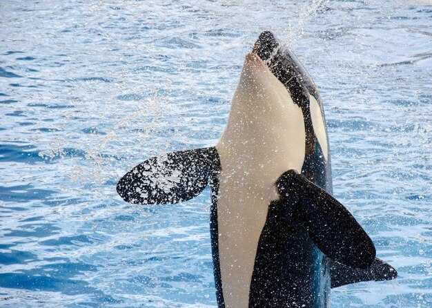 Best Places for Whale Watching - Top Destinations & Seasonal Guide