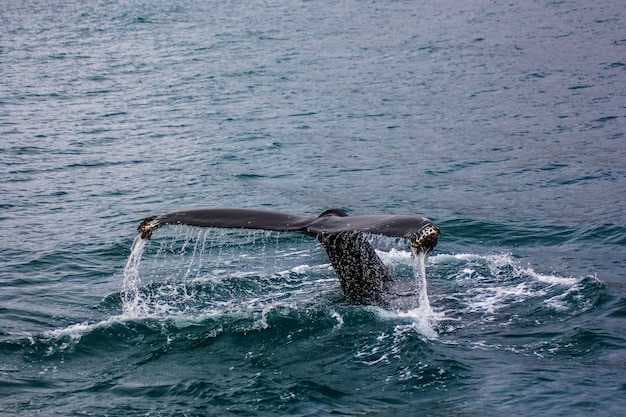 Best Whale-Watching Destinations - Your Ultimate Guide to Seeing Whales