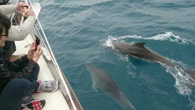 Coastal Cruises From Stearns Wharf - Santa Barbara Harbor Tours & Whale Watching
