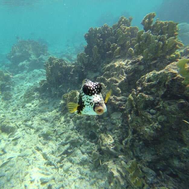 Diving Across Quintana Roo, Mexico - Top Dive Sites & Cenotes