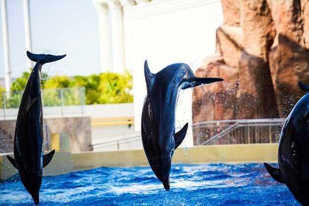 Dolphin Tours in Miami - Best Dolphin Watching Experiences