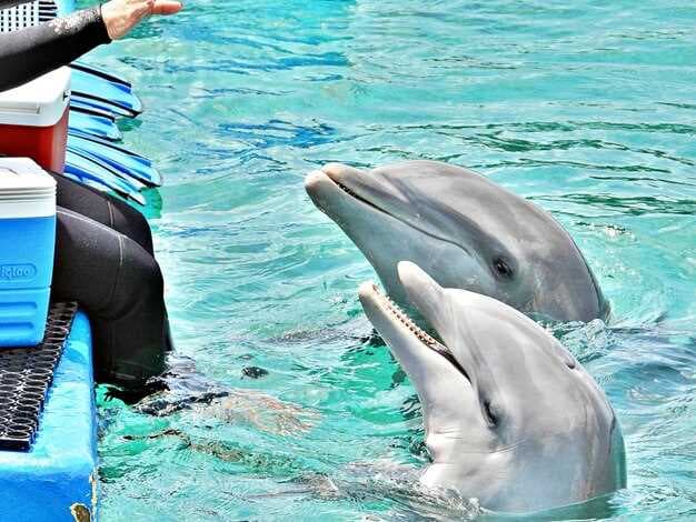 Experience Unforgettable Dolphin Tours at Anna Maria Island | Discover the Magic of ANNA MARIA ISLAND DOLPHIN TOURS™