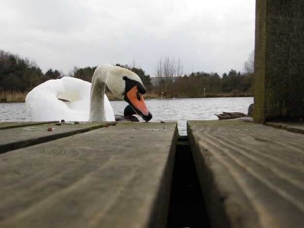 Explore Gull Lake MN - Best Pontoon Rentals for Your Perfect Day on the Water
